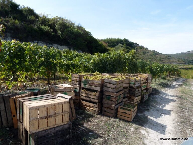 Special: Weininsel Sardinien