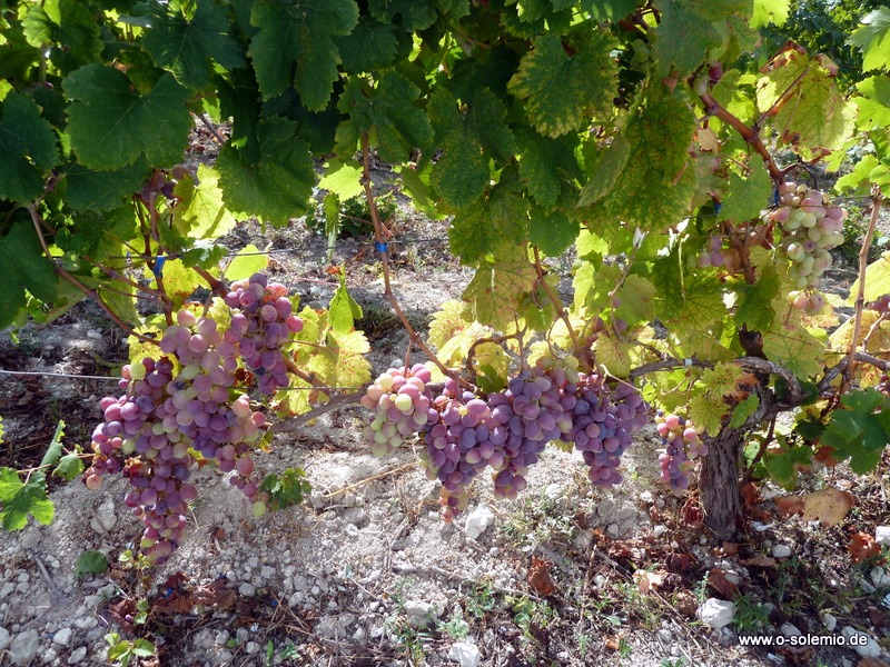 Weininsel Sardinien