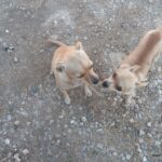 Ferienhaussuche leicht gemacht: Besonders geeignet für Urlaub mit dem Hund