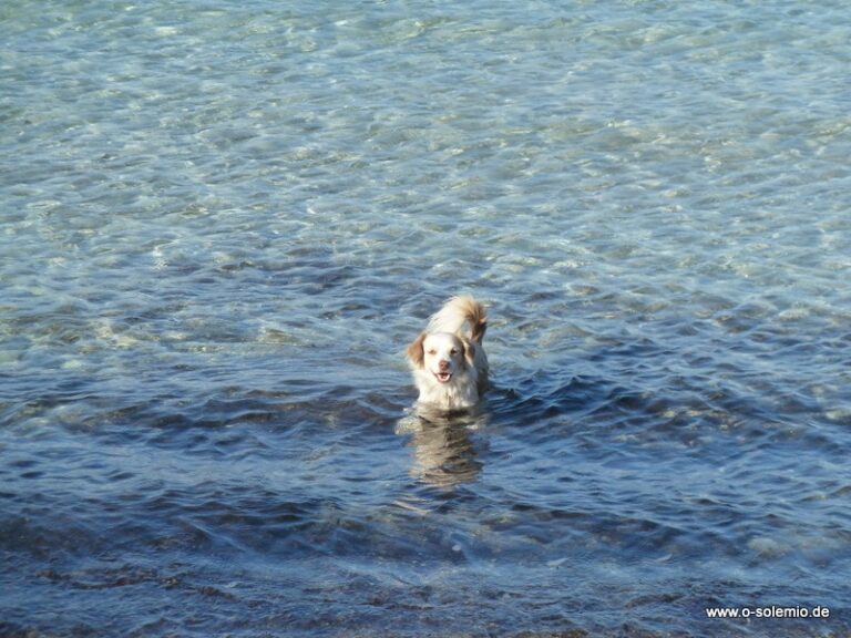 Mit Hund im Urlaub: Hundestrände auf Sardinien