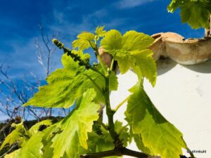 Junger Vermentino Trieb