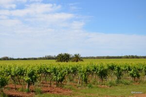 Weinland Sardinien, Vermentino am Rebstock