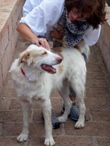 Abschied vom Hund