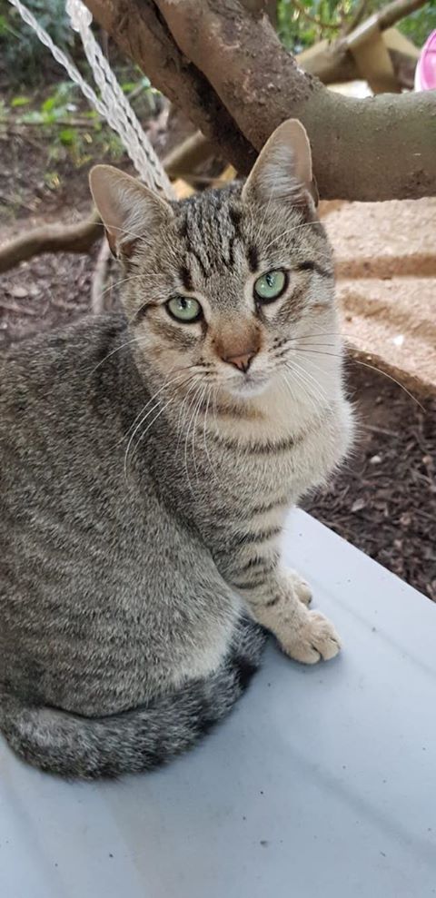 Katzen in Sardinien, Gino