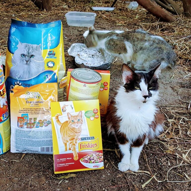 Katzen auf Sardinien