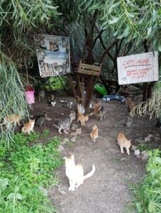 Katzen in Sardinien