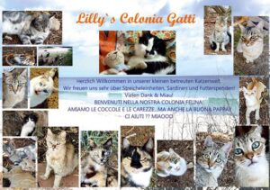 Katzen auf Sardinien