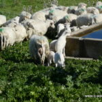 Schafe auf dem Bauernhof, wo das Cena sarda stattfindet