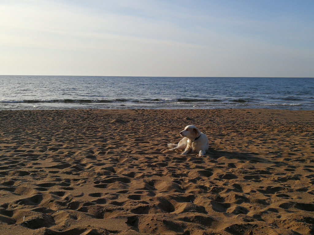 Hunde am Strand - Sardinien - Dogbeach