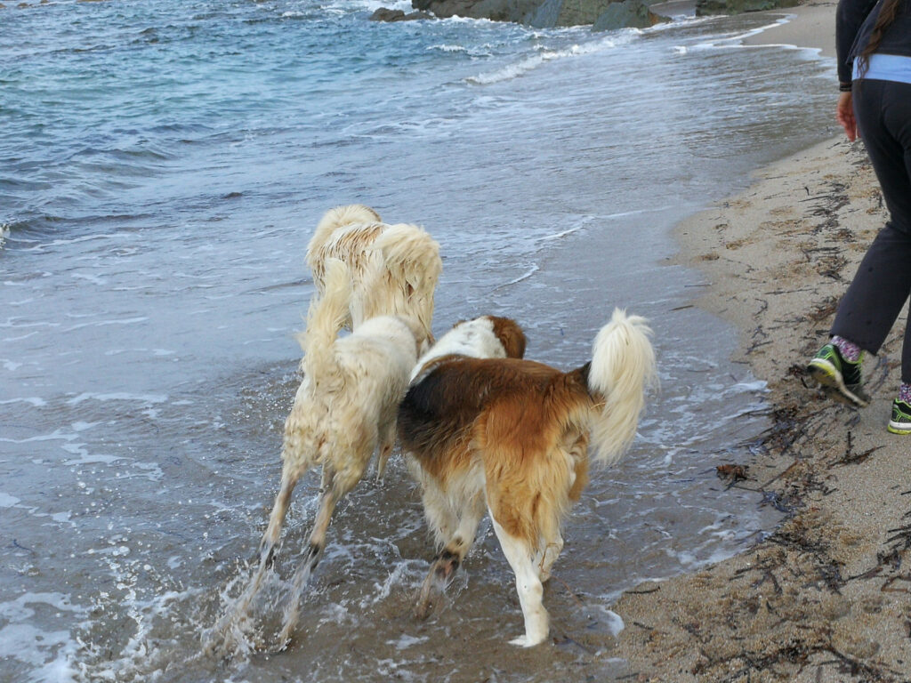 Sardinien - Dogbeach-Hunde am Strand