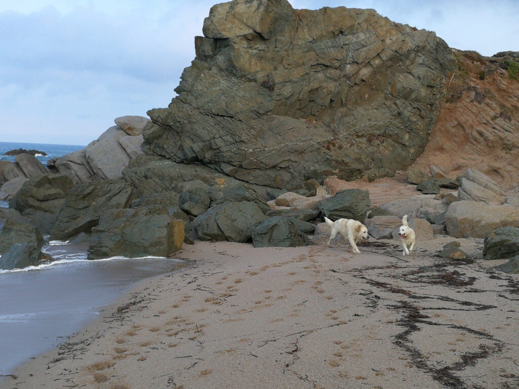 Dogbeach-Sardinien - Hunde am Strand