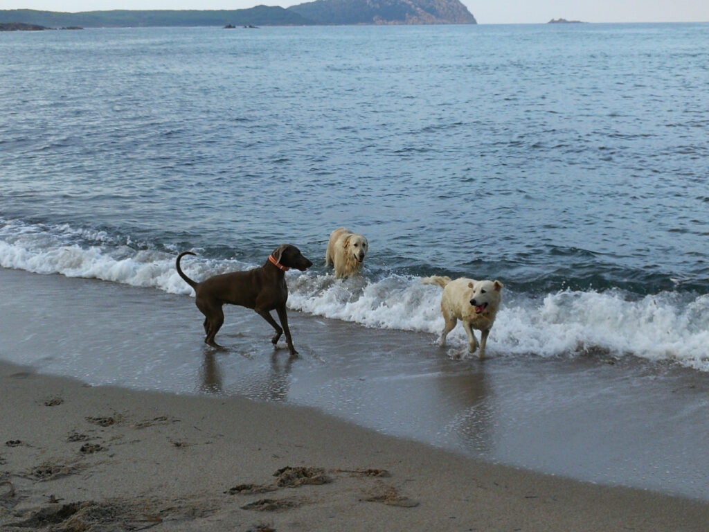 Hunde am Strand - Sardinien - Dogbeach