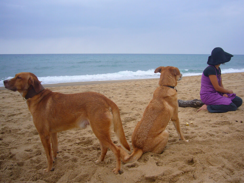 Sardinien - Dogbeach-Hunde am Strand