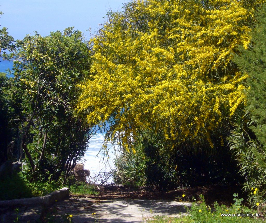 Sardinien April 2008-373