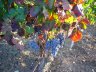 Sardinien_weinlese