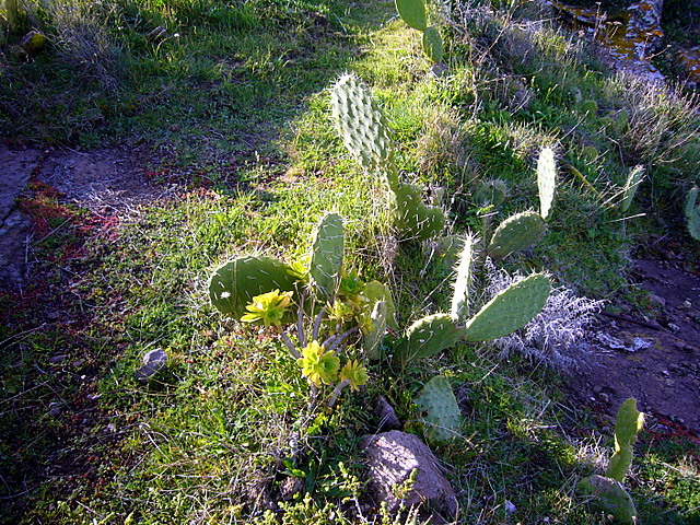 Sardinienopuntien.jpg
